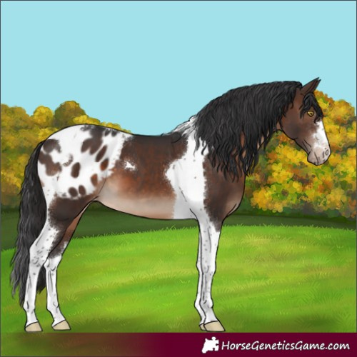 Horse Color:Brown Tobiano Appaloosa