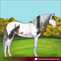 Horse Color:White Spotted Brown Splash Tobiano Blanket 