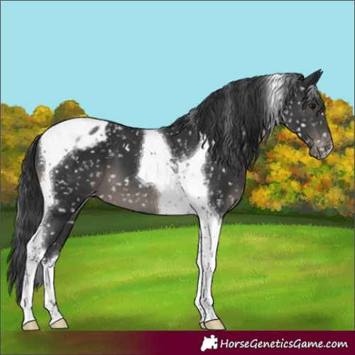 Horse Color:Black Tobiano Snowflake Varnish 