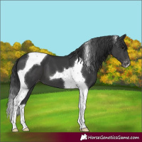 Horse Color:Black Tobiano Varnish 