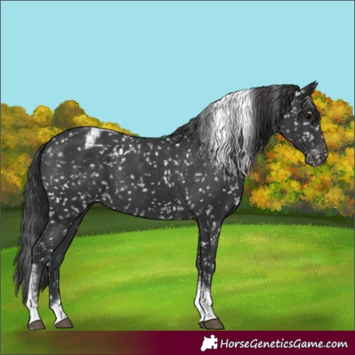 Horse Color:Black Tobiano Appaloosa 
