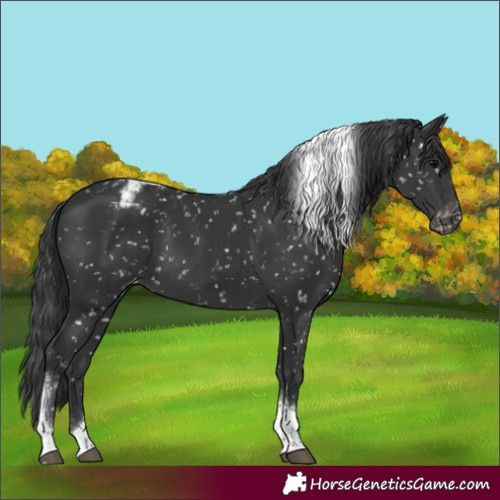 Horse Color:Black Tobiano Appaloosa 
