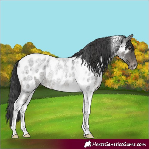 Horse Color:Blue Roan Tobiano Near Leopard