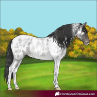 Horse Color:Blue Roan Tobiano Near Leopard 