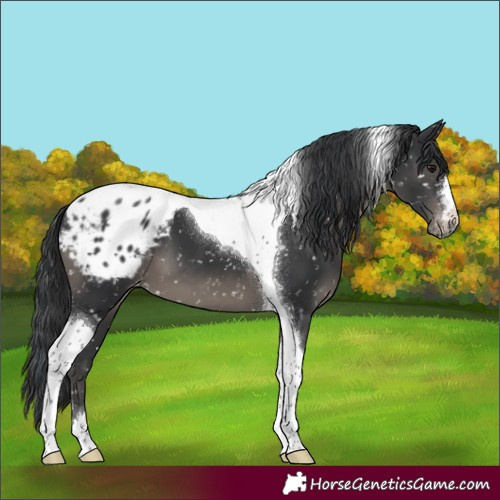 Horse Color:Black Tobiano Appaloosa 