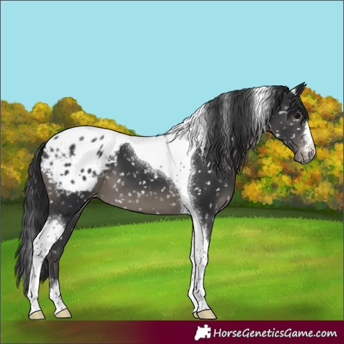 Horse Color:Black Tobiano Appaloosa 