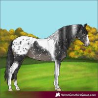 Horse Color:Black Tobiano Blanket