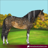 Horse Color:Buckskin Tobiano Appaloosa 