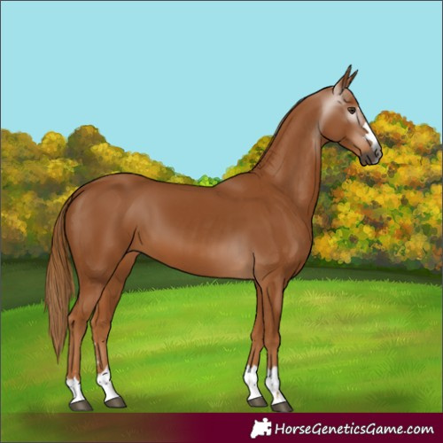 Horse Color:Gray Chestnut