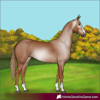 Horse Color:Gray Chestnut 