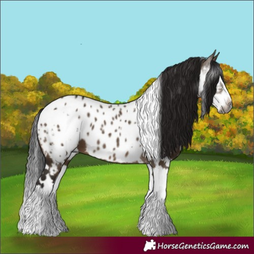 Horse Color:Gray White Spotted Brown Dun Splash Near Leopard 