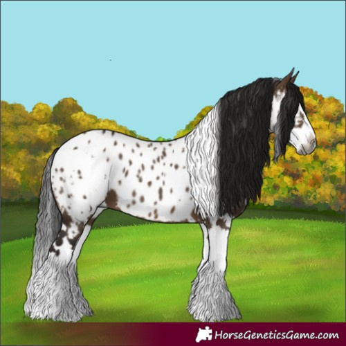 Horse Color:Gray White Spotted Brown Dun Splash Appaloosa 