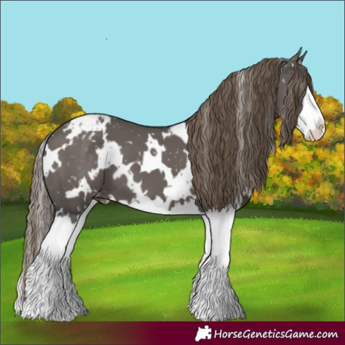 Horse Color:White Spotted Smoky Grullo Splash Appaloosa