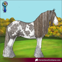 Horse Color:White Spotted Smoky Grullo Splash Appaloosa 