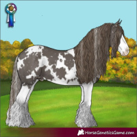 Horse Color:White Spotted Smoky Grullo Splash Appaloosa 