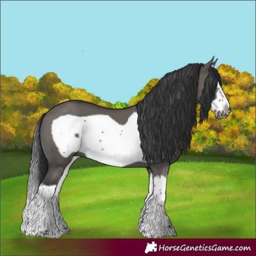 Horse Color:Grullo Splash Frame 