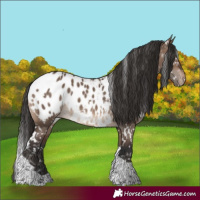 Horse Color:White Spotted Brown Dun Tobiano Appaloosa