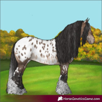 Horse Color:White Spotted Brown Dun Tobiano Appaloosa 