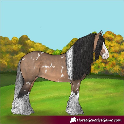 Horse Color:White Spotted Brown Dun Splash 
