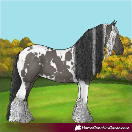 Horse Color:White Spotted Grullo Tobiano 