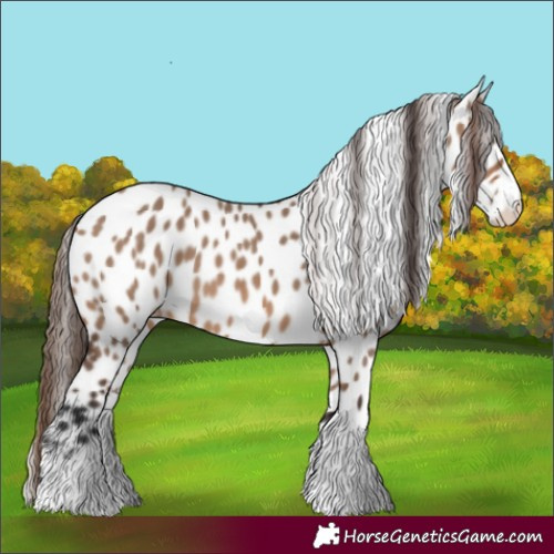 Horse Color:Brown Dun Splash Leopard