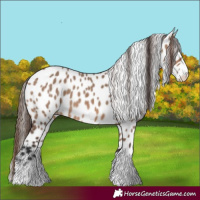 Horse Color:Brown Dun Splash Leopard 