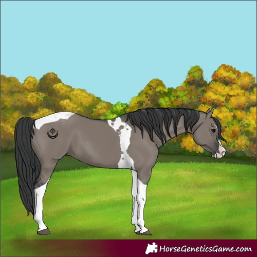 Horse Color:Grullo Splash Tobiano 