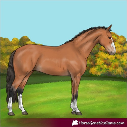 Horse Color:Bay 