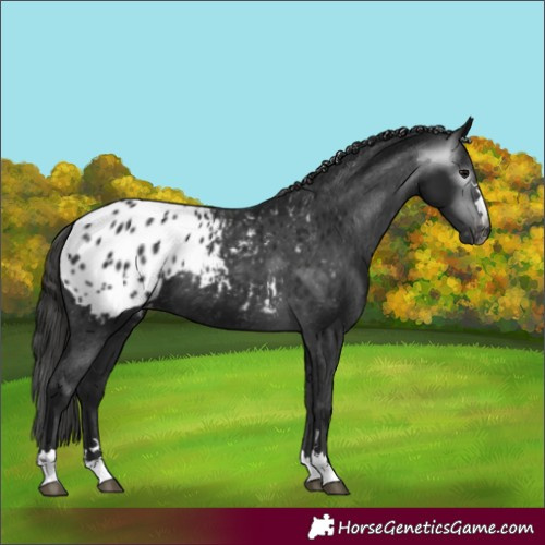 Horse Color:Gray Black Appaloosa 