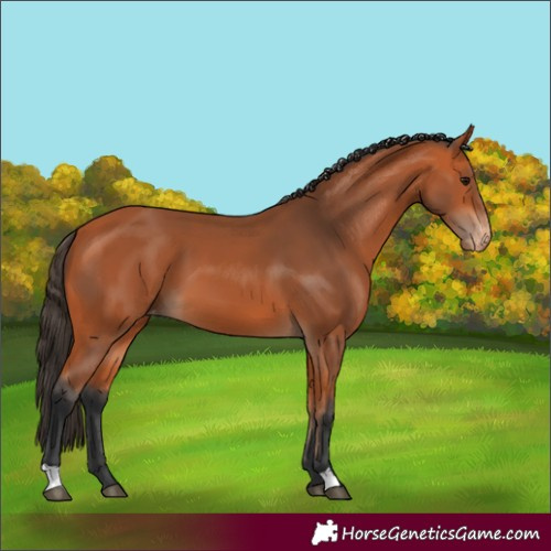 Horse Color:Bay Appaloosa 