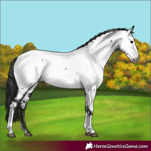 Horse Color:Gray Black Sabino Appaloosa Rabicano