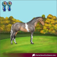 Horse Color:Silver Buckskin Tobiano Appaloosa Rabicano