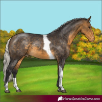 Horse Color:Silver Buckskin Tobiano Appaloosa Rabicano 