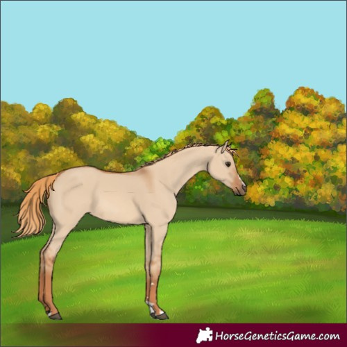 Horse Color:Red Dun 