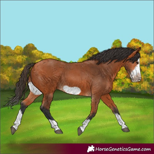 Horse Color:Bay Splash Frame