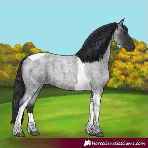 Horse Color:Blue Roan Tobiano 