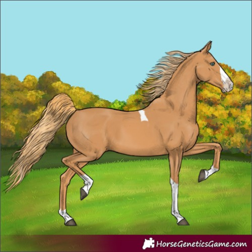 Horse Color:Unknown 