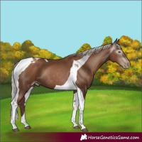 Horse Color:Gray Silver Black Pearl Tobiano 