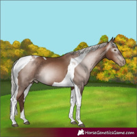 Horse Color:Gray Silver Black Pearl Tobiano