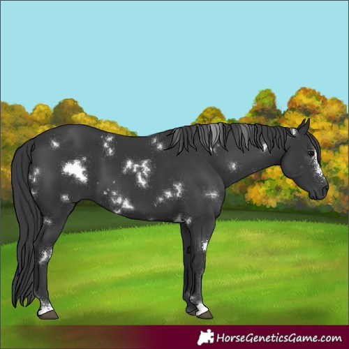 Horse Color:White Spotted Black Sabino