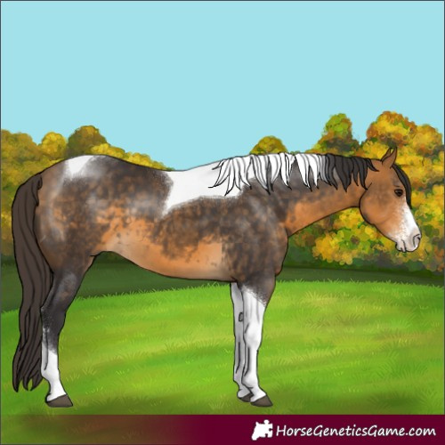 Horse Color:Buckskin Sabino Tobiano