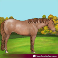 Horse Color:Brown Pearl Rabicano 