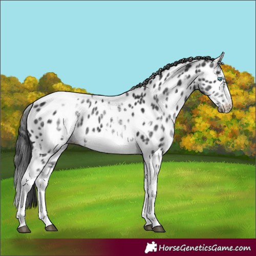 Horse Color:White Spotted Black Splash Tobiano Frame Appaloosa 