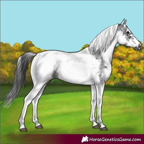 Horse Color:White Spotted Black Splash Tobiano Frame Appaloosa 