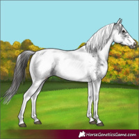 Horse Color:White Spotted Black Splash Tobiano Frame Appaloosa