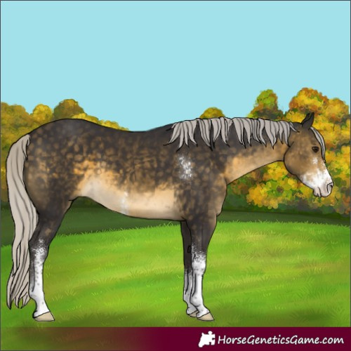 Horse Color:Silver Buckskin Sabino 