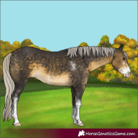 Horse Color:Silver Buckskin Sabino 