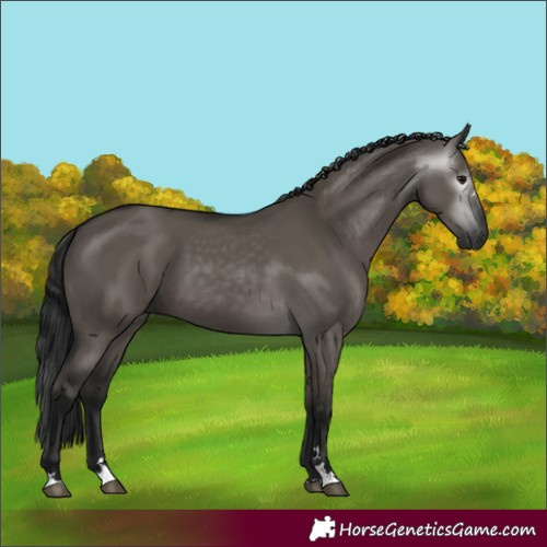 Horse Color:Gray Grullo 