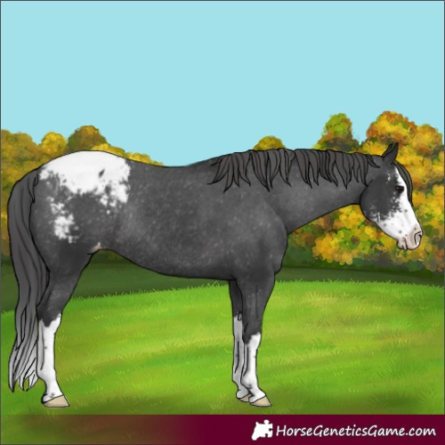 Horse Color:Black Sabino Splash Appaloosa Rabicano