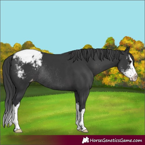 Horse Color:Black Sabino Splash Appaloosa Rabicano 